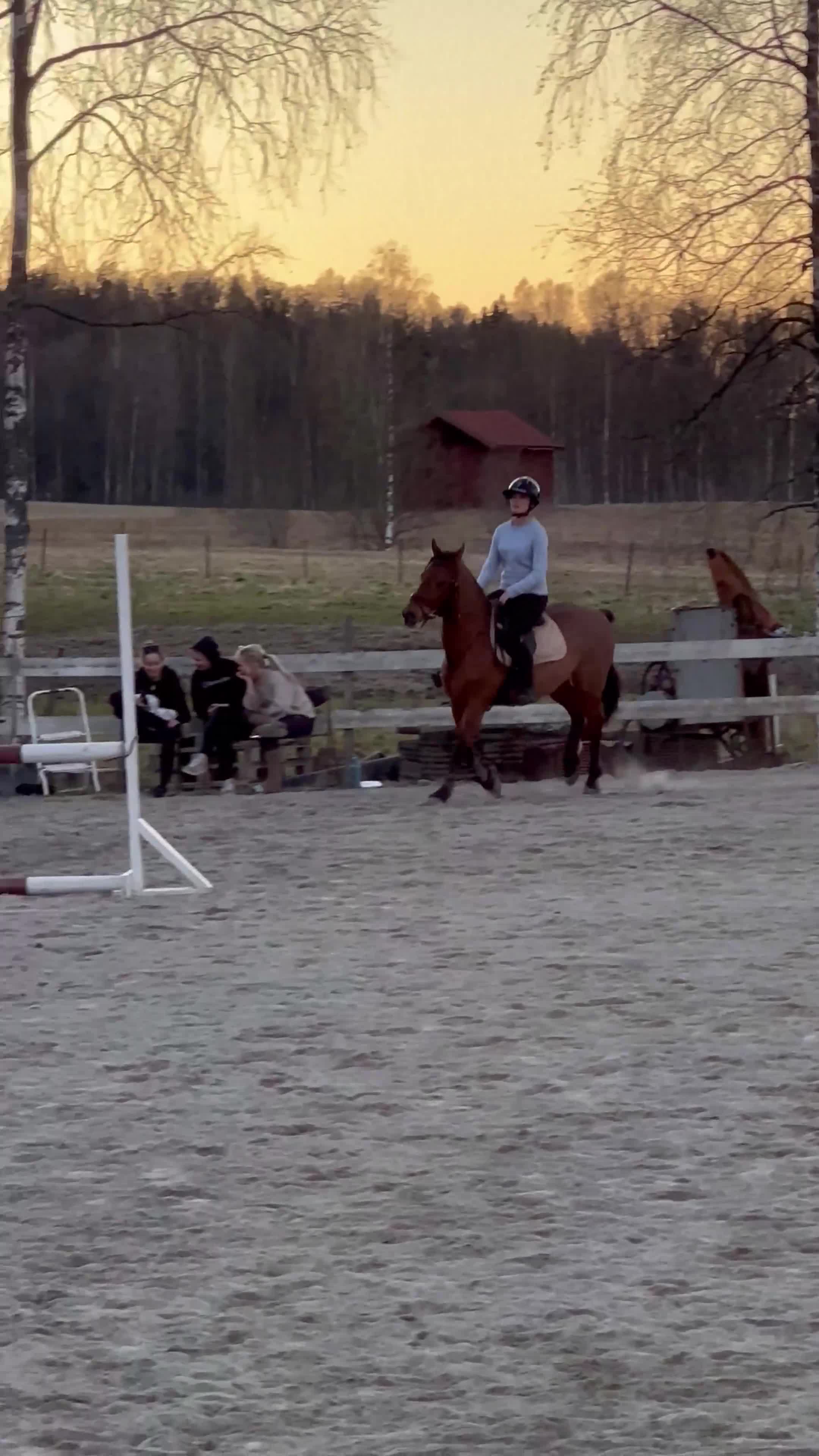 Allround hästar till salu: Ponnyn med ett hjärta av guld - Video 3