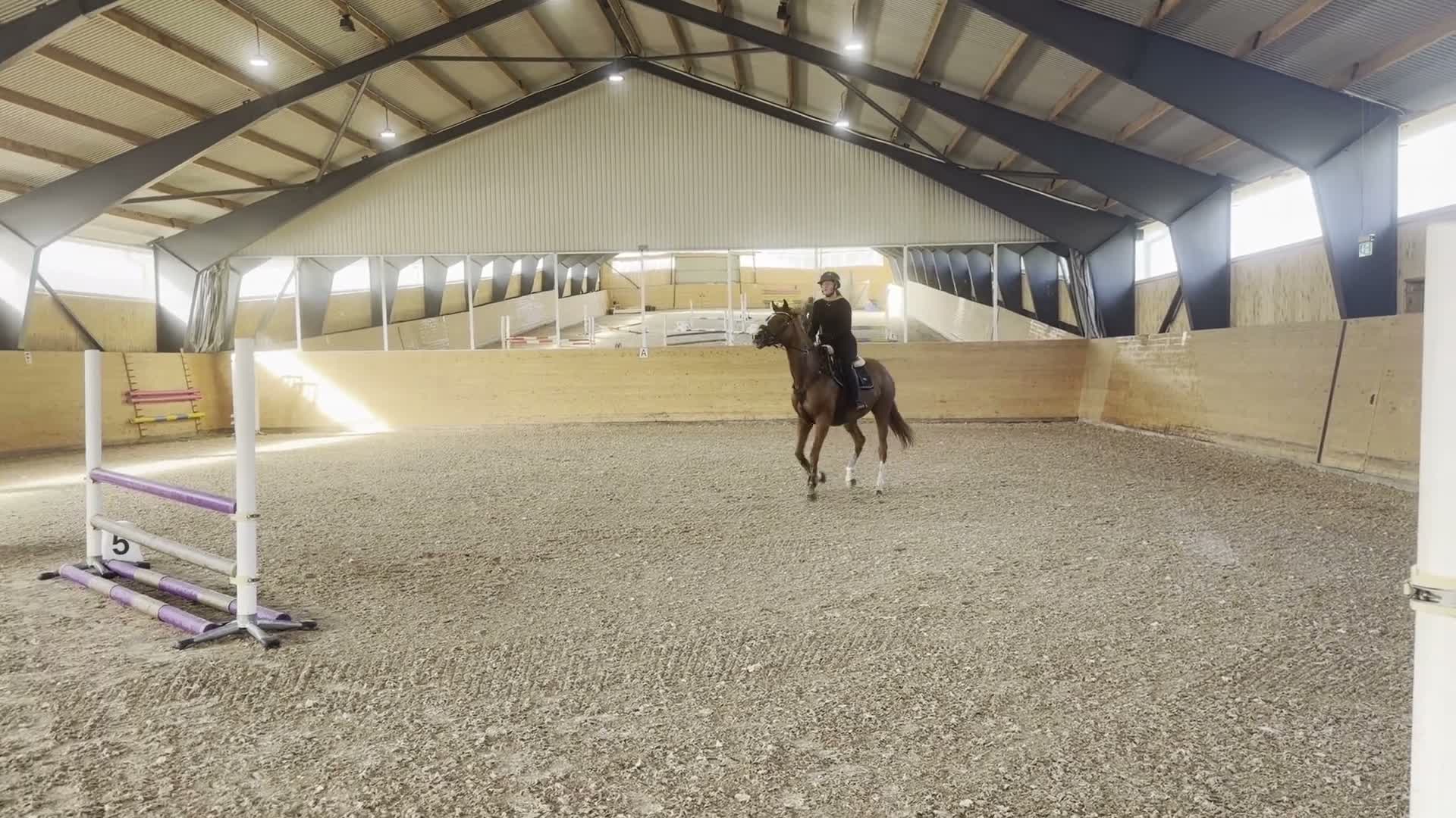 Allround hästar till salu: Charmigt fullblodssto! - Video 1