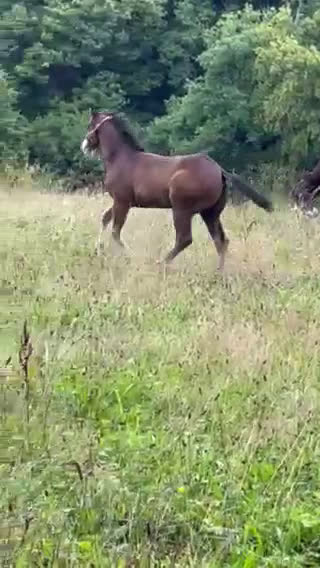Western hästar till salu: Enterprise Rooster - Frosty i Lund - Video 1