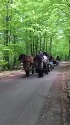 Körvagnar körning till salu: Rejäl renoverad hästvagn/trilla - Video 1