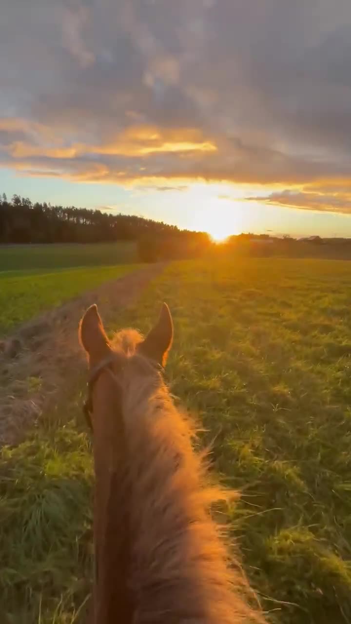 Allround hästar till salu: En blivande stjärna 🌟 - Video 2