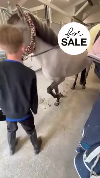 Allround hästar till salu: Rätt hem sökes till vår kompis - Video 2