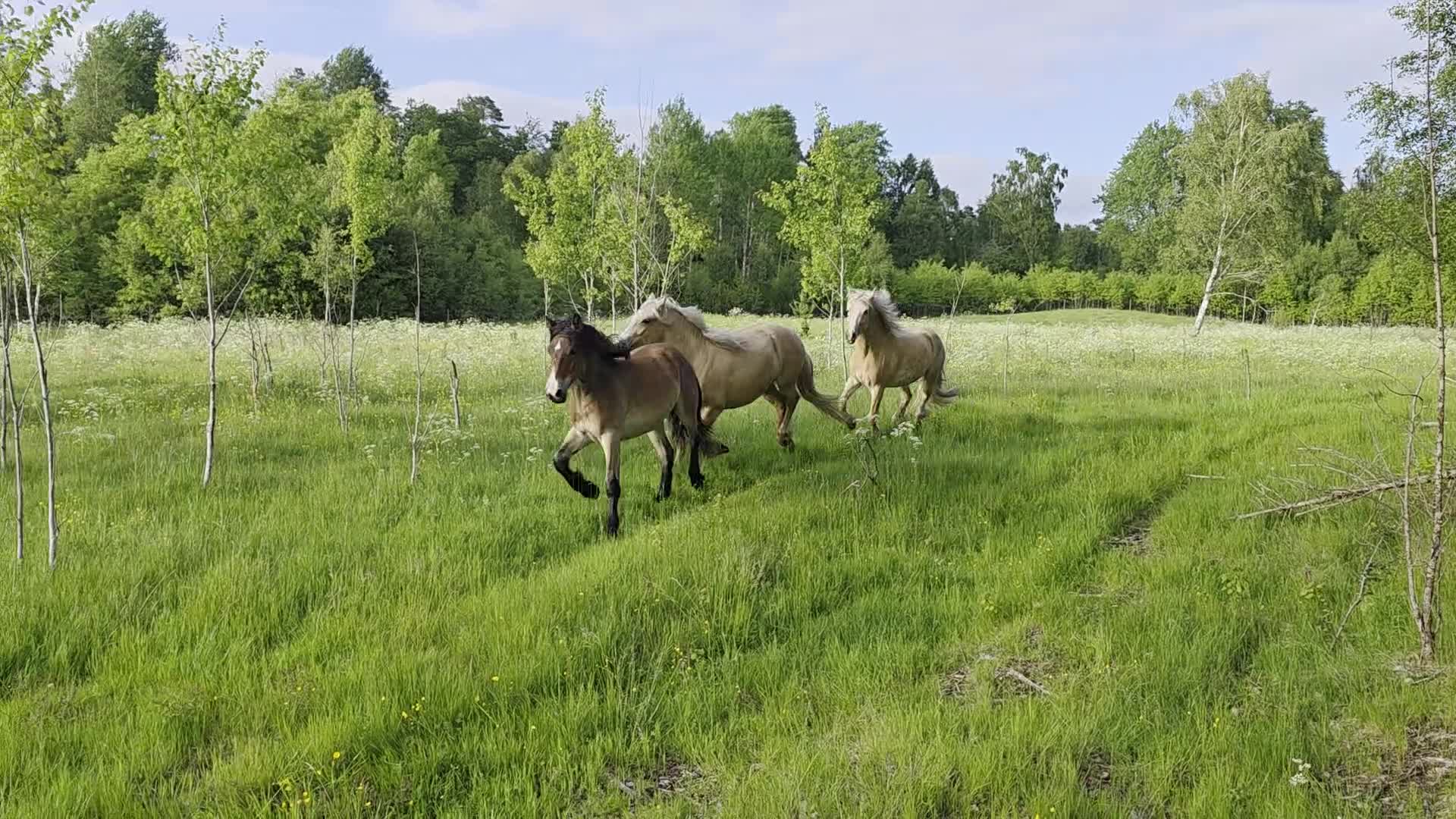 Körning hästar till salu: Välhanterad 1 åring  i Skånes Fagerhult - Video 2