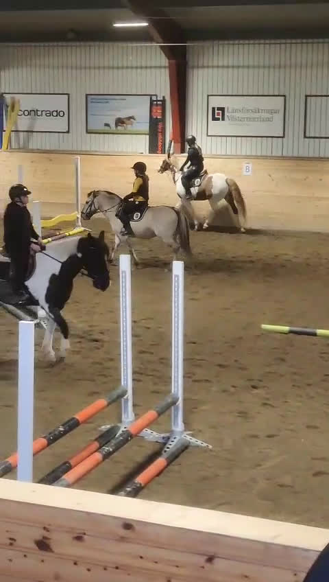 Allround hästar sökes: Foderhäst !sökes! - Video 1