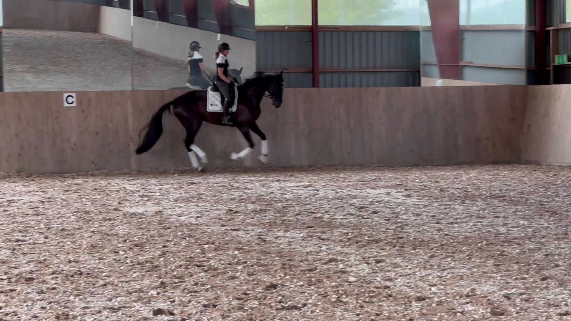 Dressyr hästar till salu: Framtida stjärna! i Båstad - Video 1