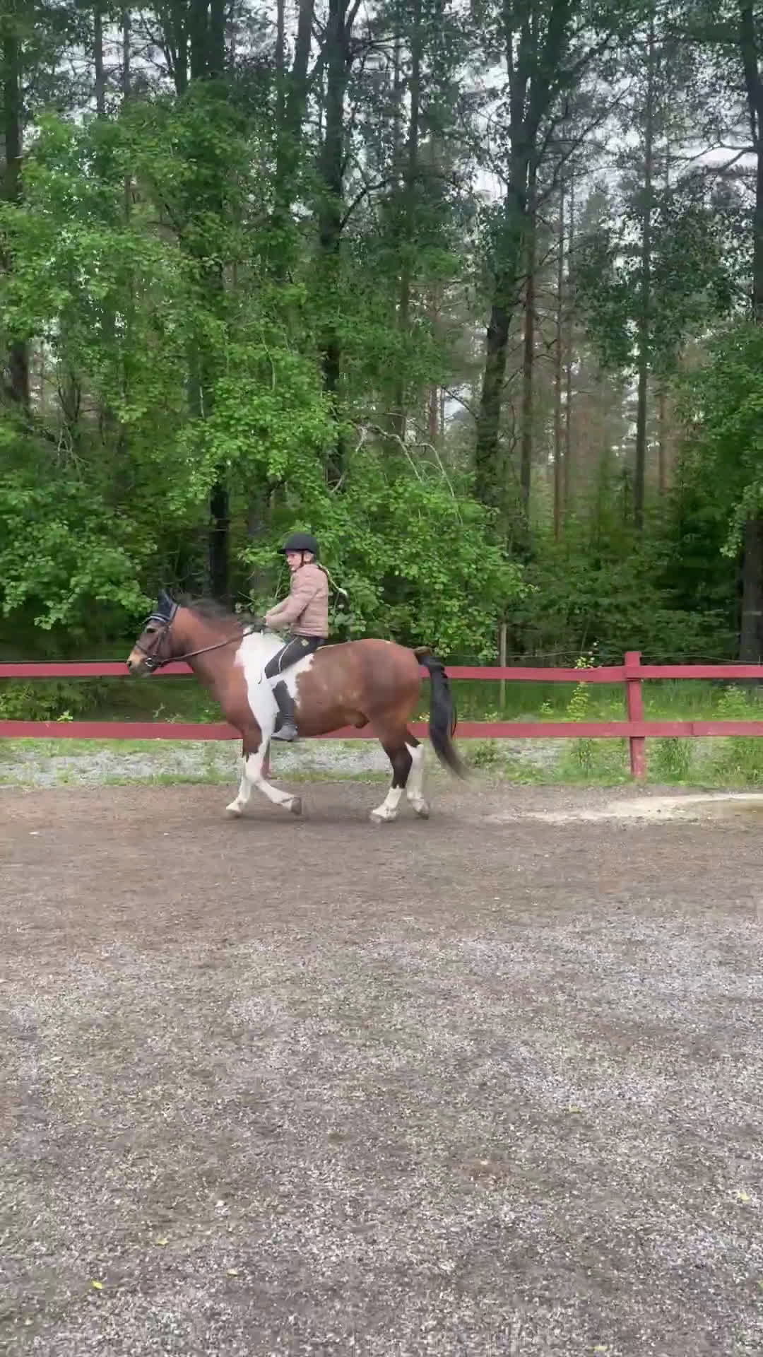  medryttarhäst sökes: Hästägare titta hit!!!❤️ I södra Stockholm!!!!❤️❤️ i Trångsund - Video 3