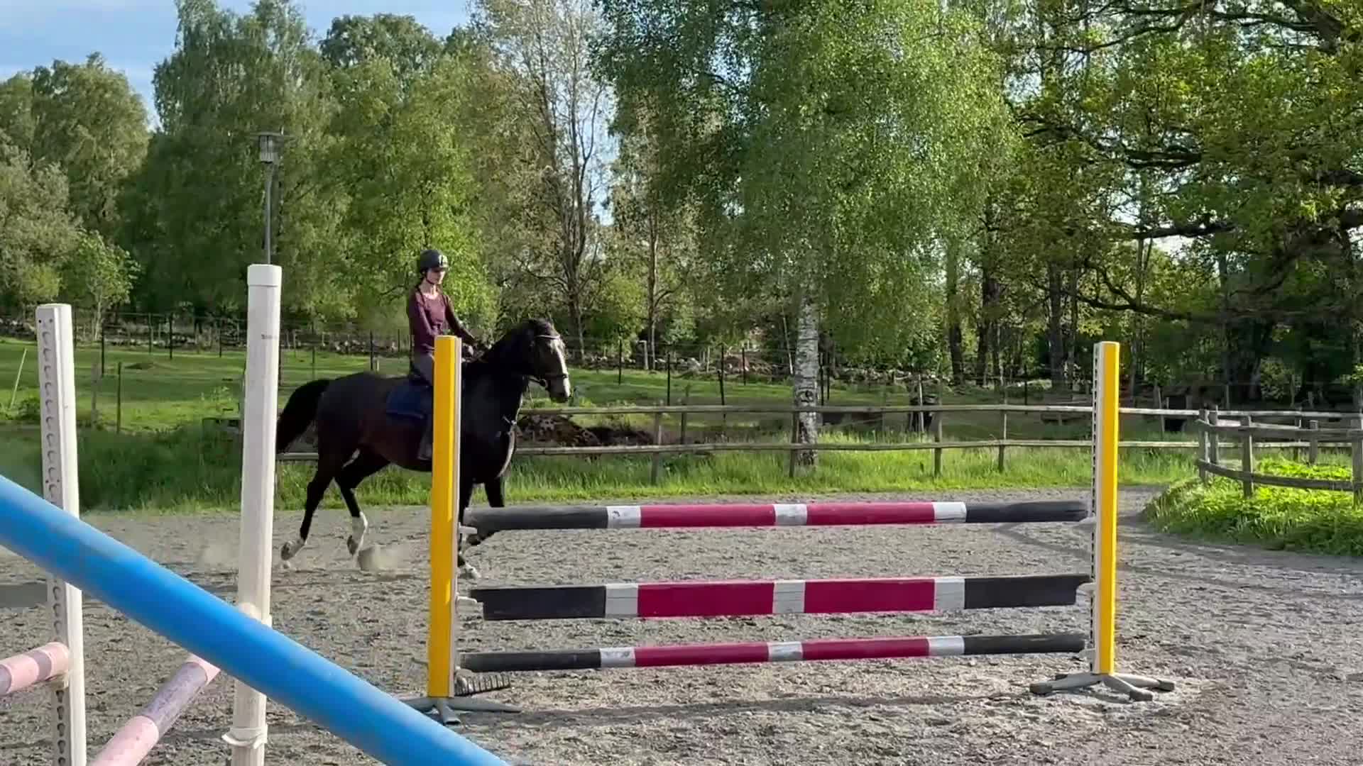 Hoppning hästar till salu: 4-årig SWB Valack- Framtida tävlingshäst  - Video 3