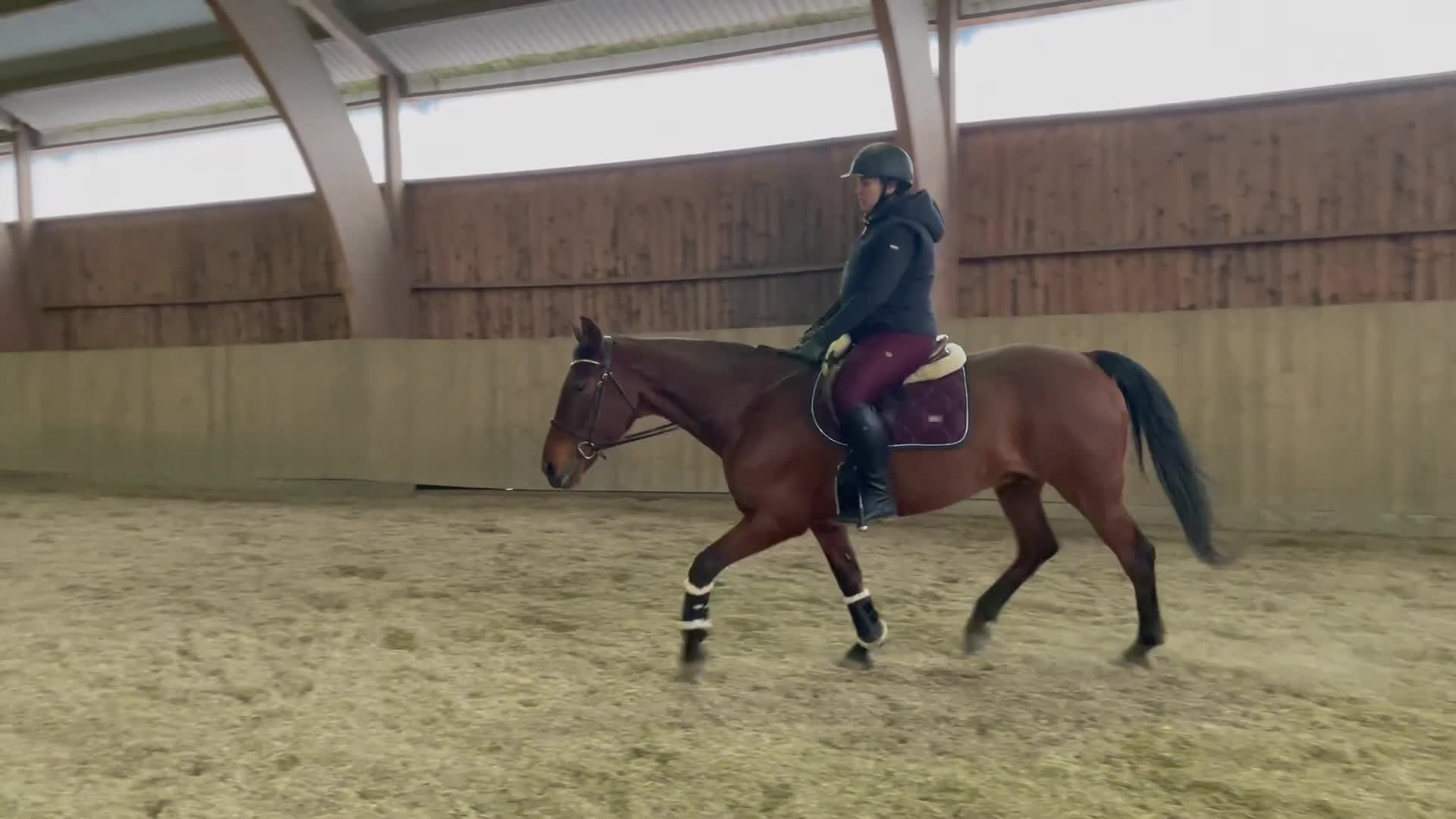  medryttarhäst finnes: Medryttare sökes till Woody - Video 2