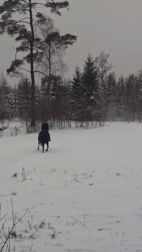Allround hästar till salu: Varmblodigt rid och körhäst i Killeberg - Video 1