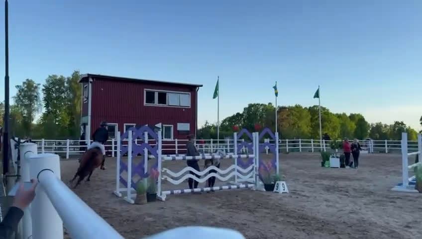 Allround hästar till salu: One in a million, vår älskade ponny söker sitt hem i Ärla - Video 1