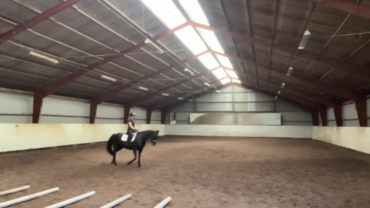 Allround hästar till salu: Fina Fontana söker nytt hem i Trelleborg - Video 1