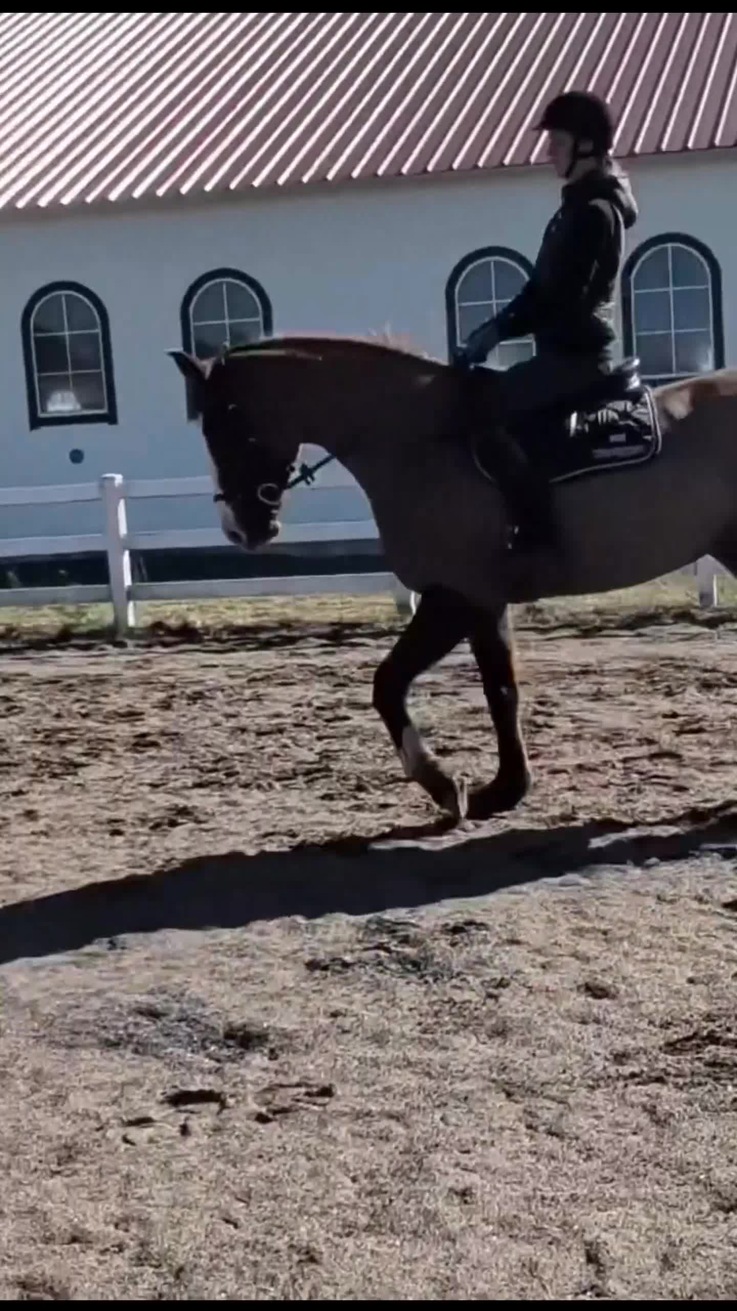 Hoppning hästar till salu: Talangfull 4-åring för hoppning med superstam - Video 1