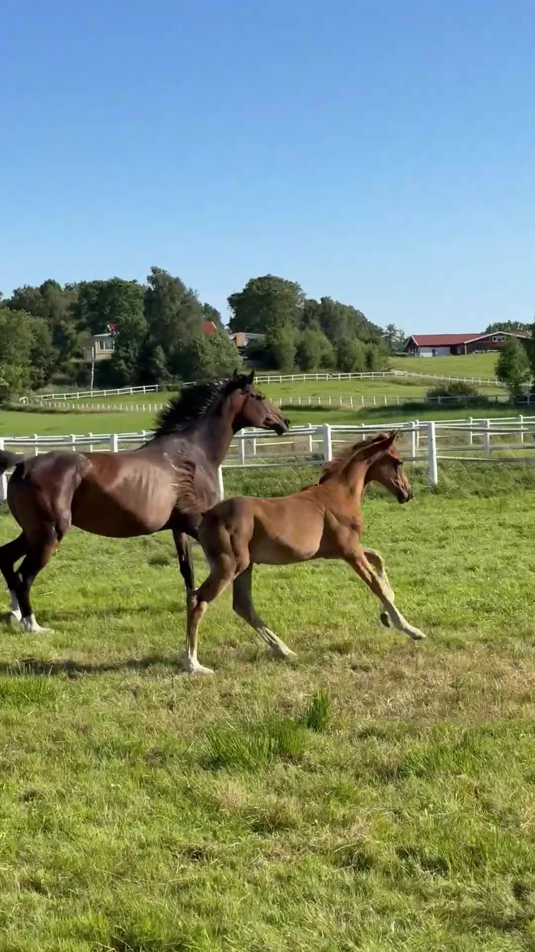 Dressyr hästar till salu: Equines Willow Hingstföl född maj 2026 - Video 2