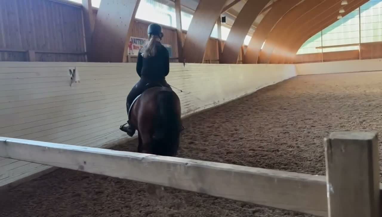 Allround hästar till salu: Svenskfödd maxad C-ponny - Video 3