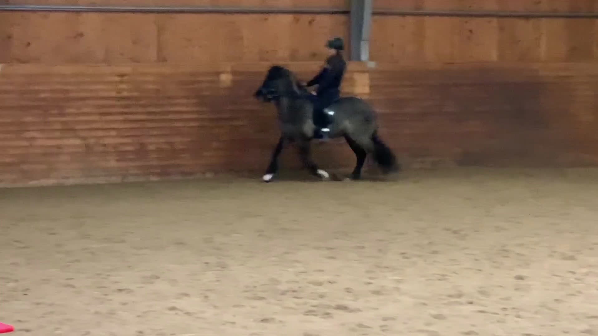 Island hästar till salu: Skogsmulle med mycket tölt - Video 1