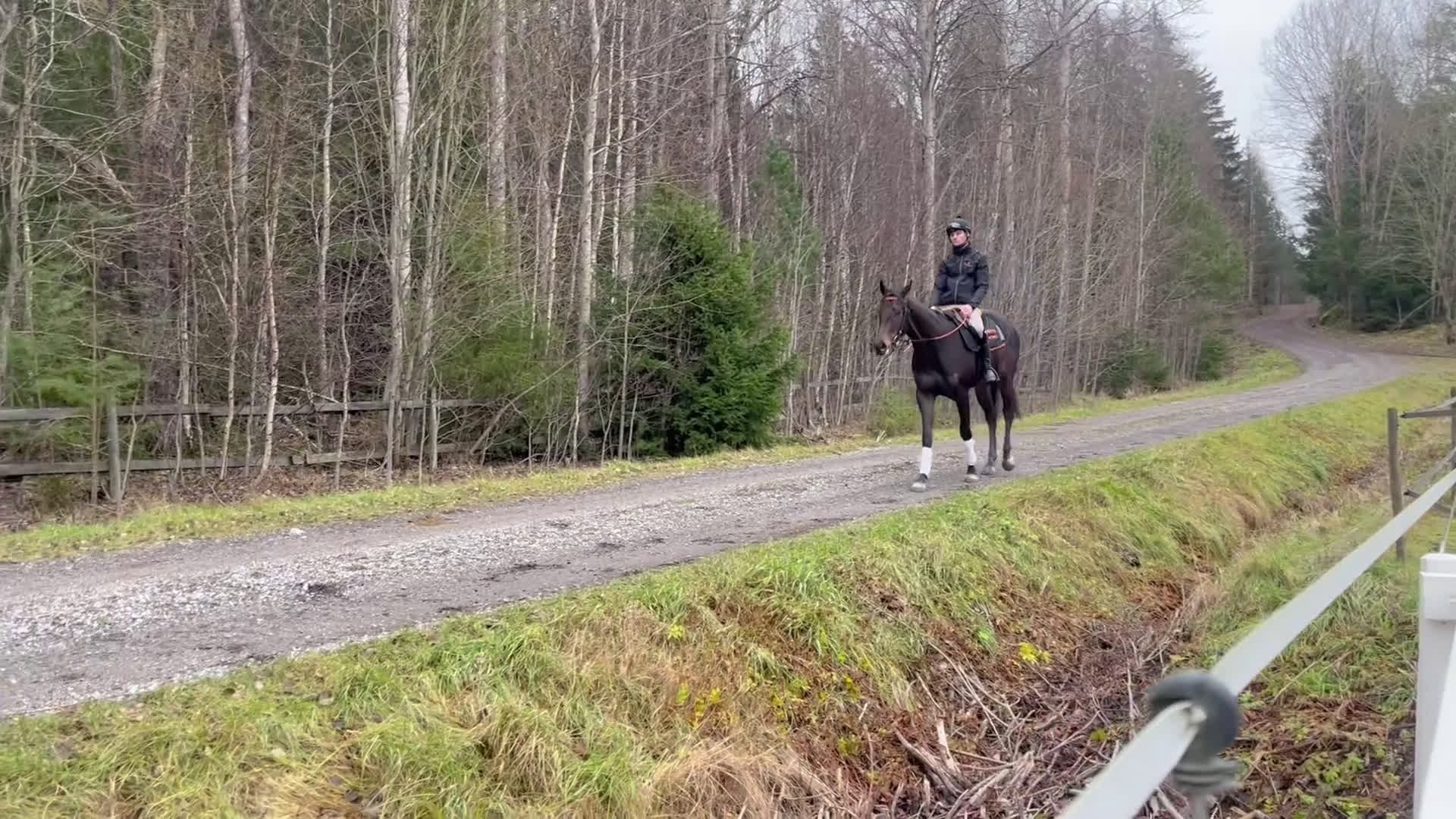Allround hästar till salu: Högrest fullblod med stor potential i Bro - Video 4