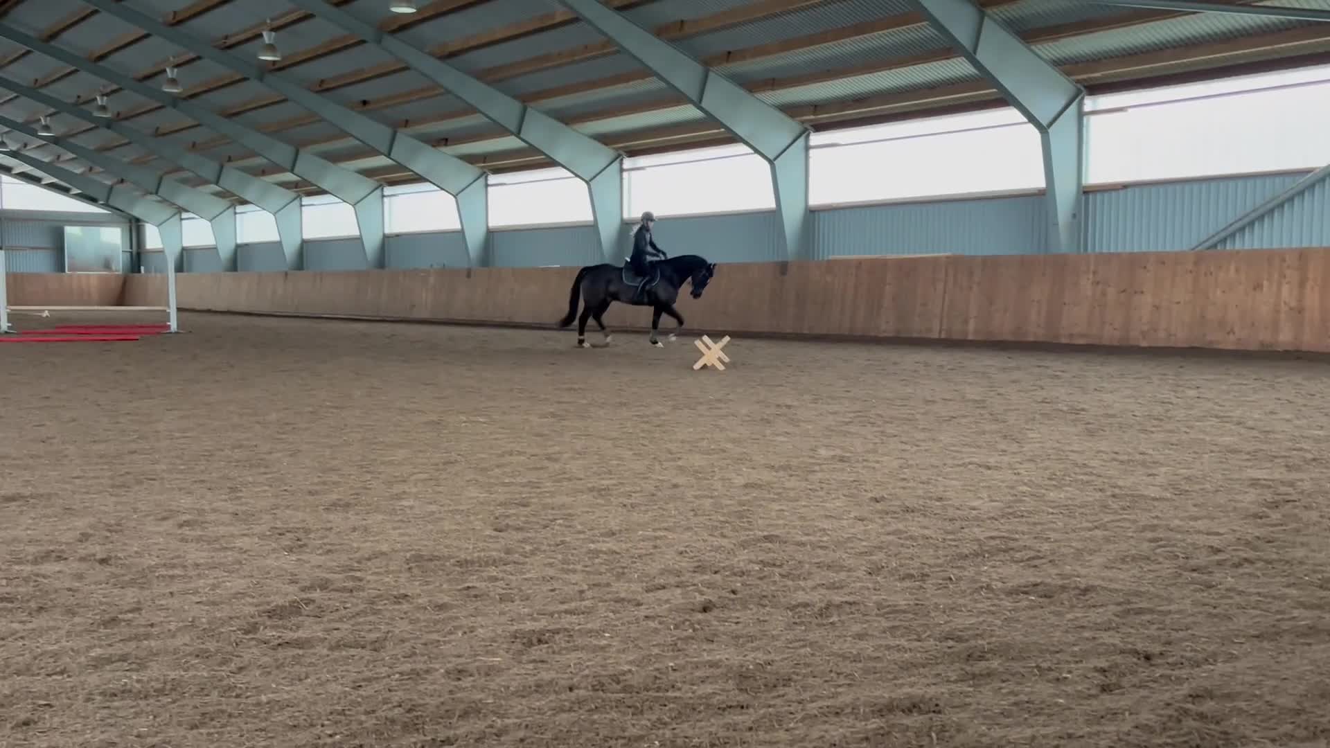 Allround hästar till salu: Lyxig hobbyhäst - Video 2