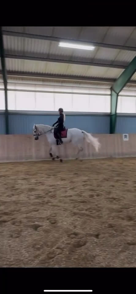  foderhäst sökes: Foderhäst för senare köp 🦄 i Landskrona - Video 3