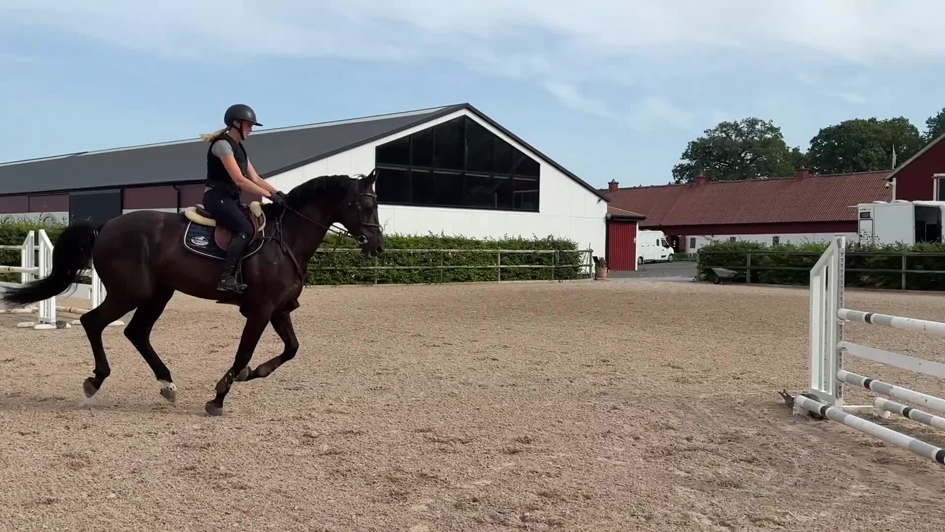 Allround hästar till salu: Riktigt vacker häst  - Video 1