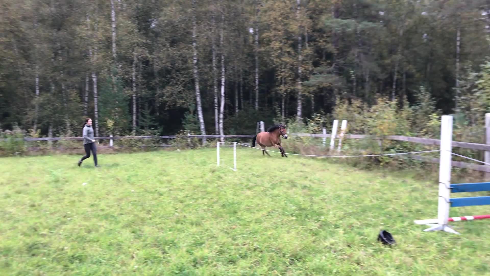 Allround hästar till salu: Vår älskade Hannah söker nytt hem i Motala - Video 1
