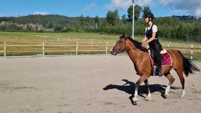 Allround hästar till salu: Modig och rolig unghäst. Arab/Welsh i Forshaga - Video 3