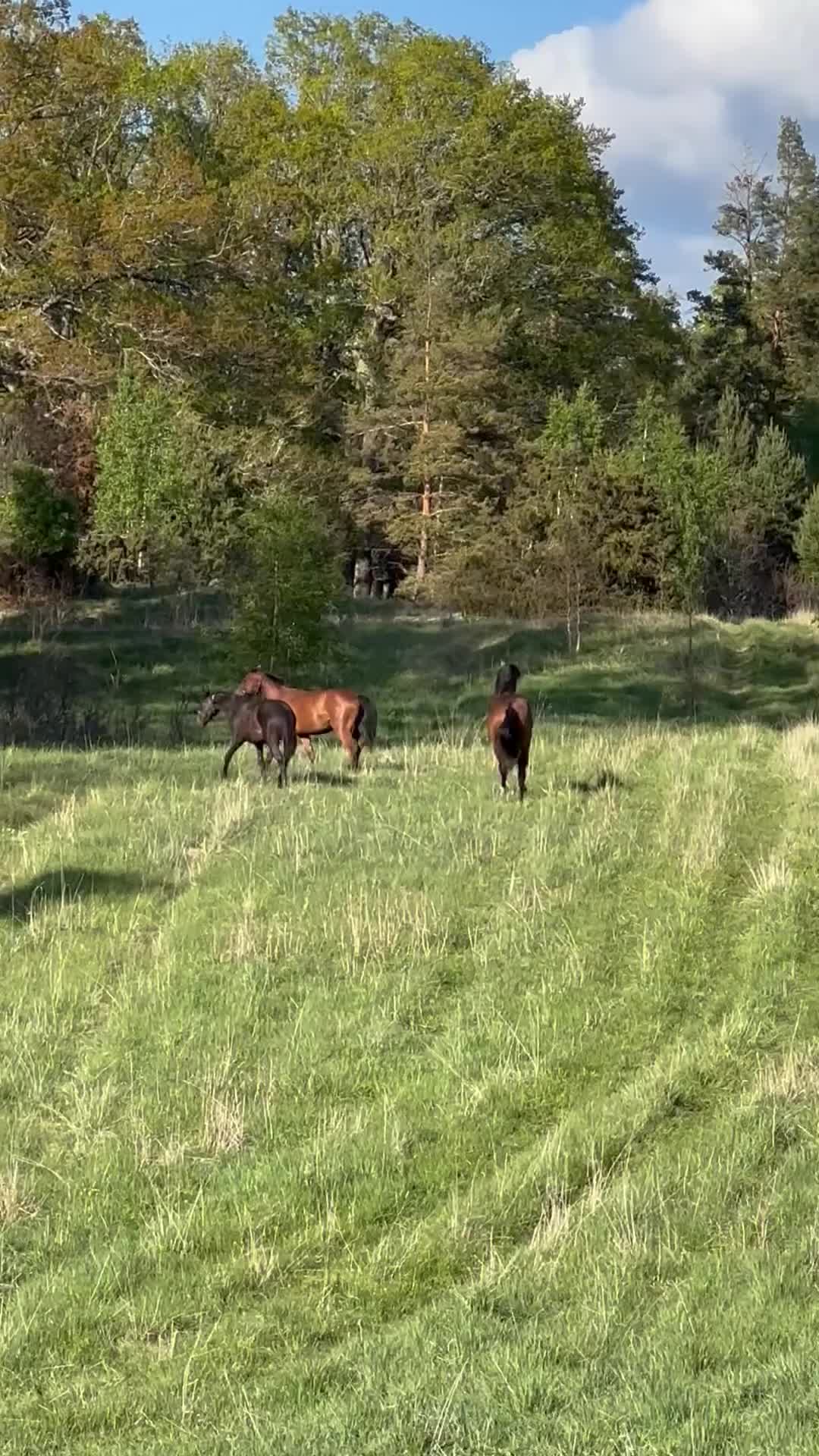  stallplats finnes: Bete till hingst elr valack - Video 1