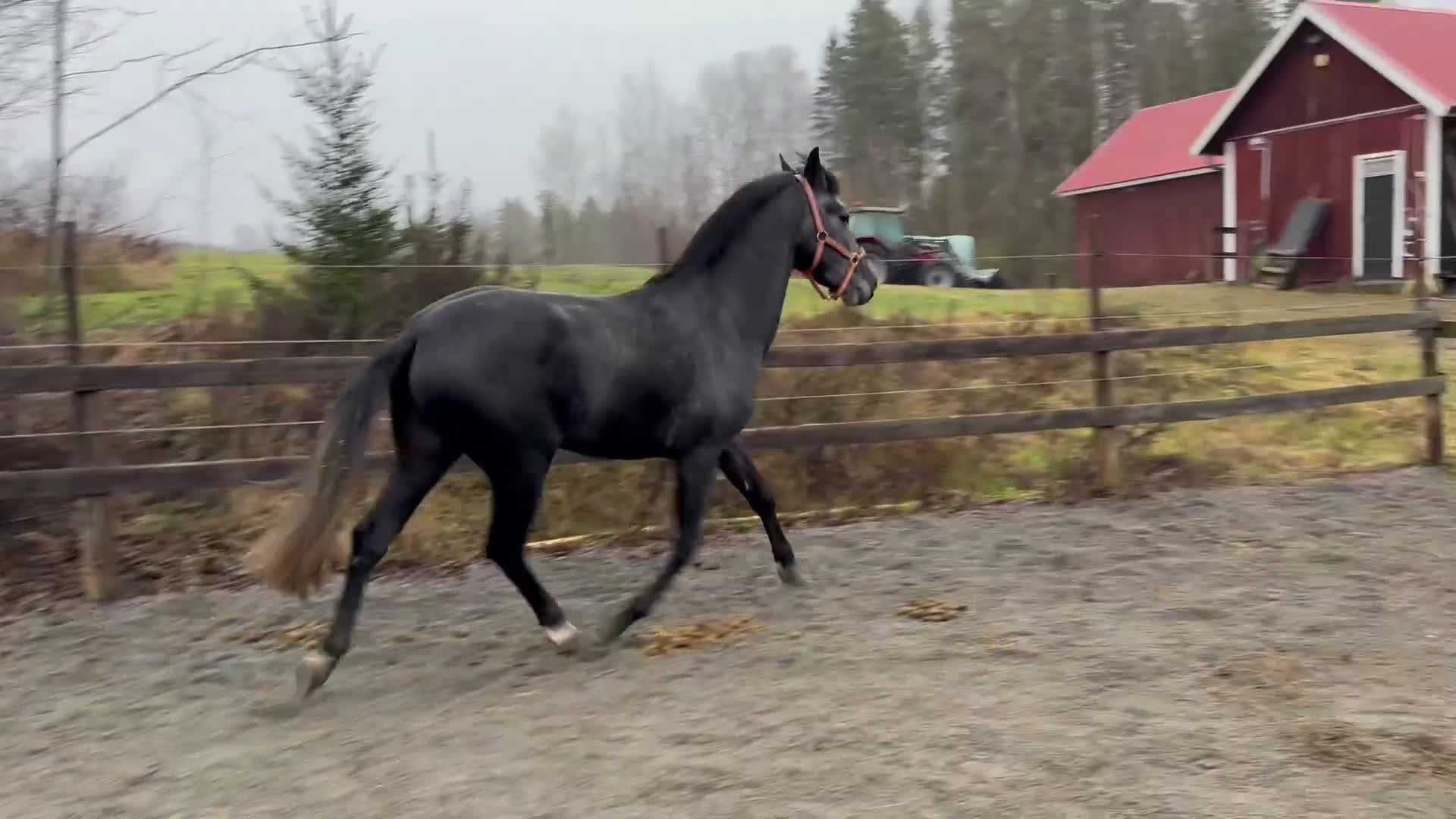 Allround hästar till salu: Charmig PRE-korsning / Andalusier - Video 1