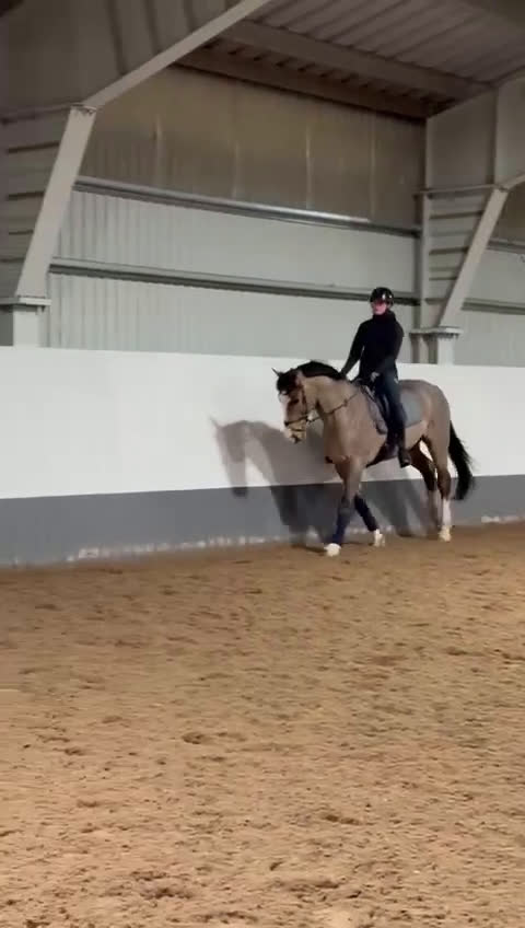 Hoppning hästar till salu: Mycket fin valack!  - Video 2