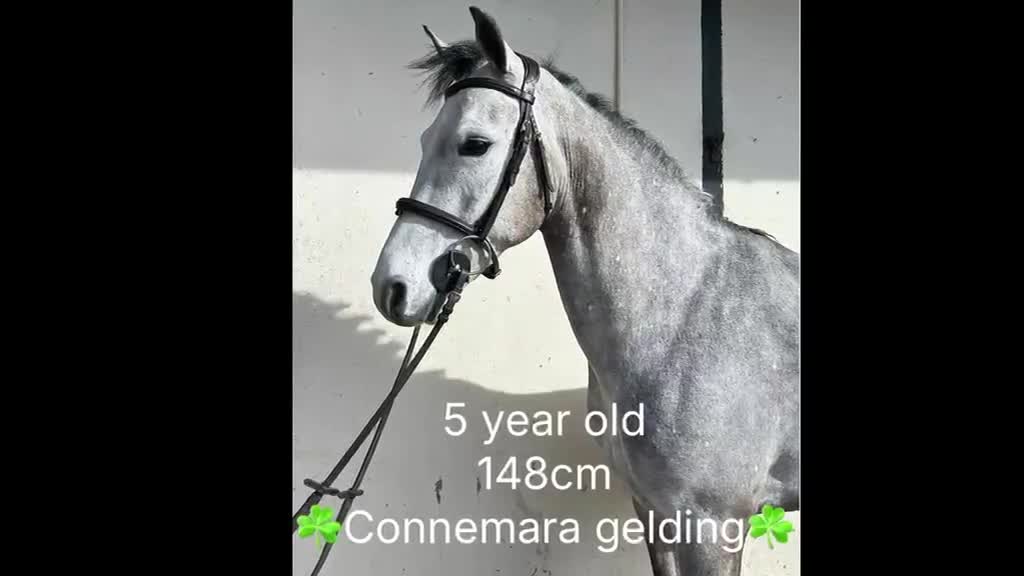 Hoppning hästar till salu: Attyrory Horses i Vrigstad - Video 3