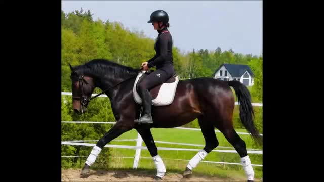 Allround hästar till salu: Perfect match for the next adventure - Video 1