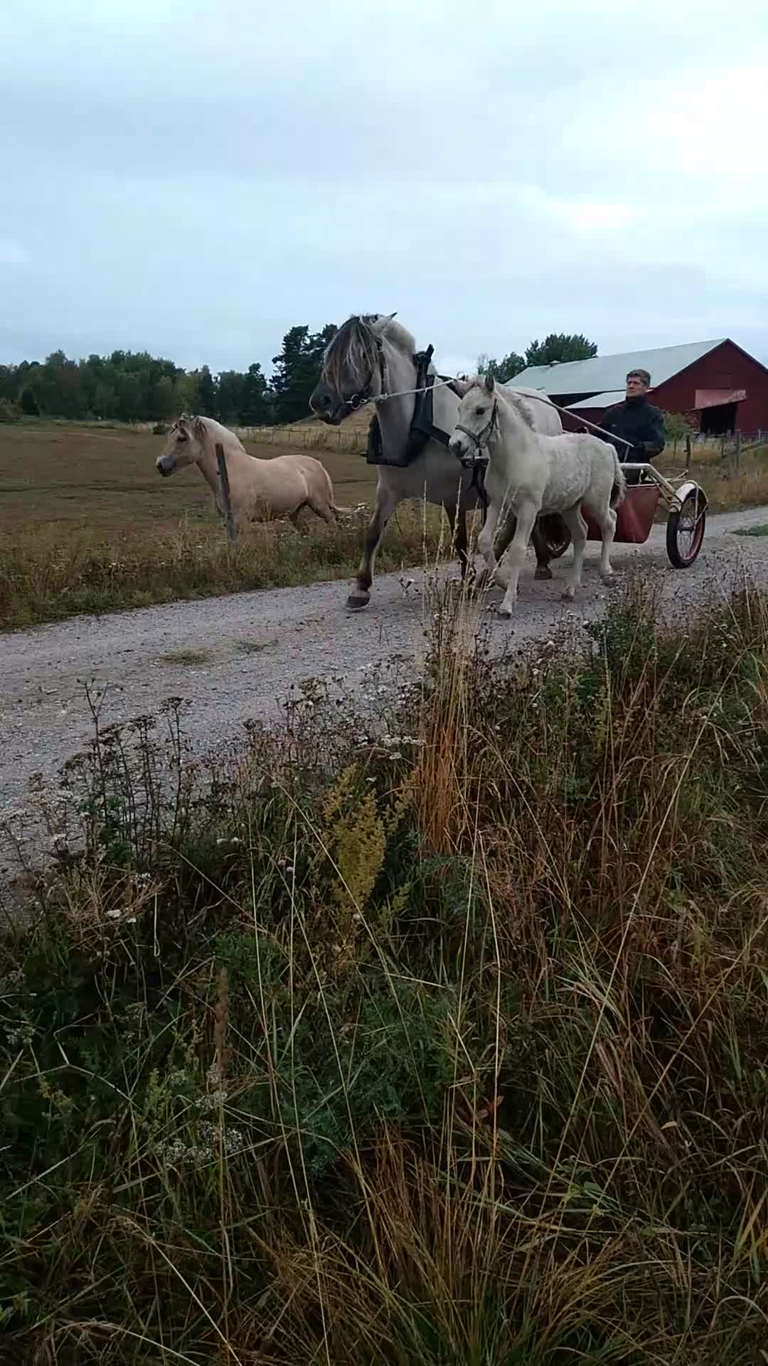 Allround hästar till salu: Hingstföl - Video 1