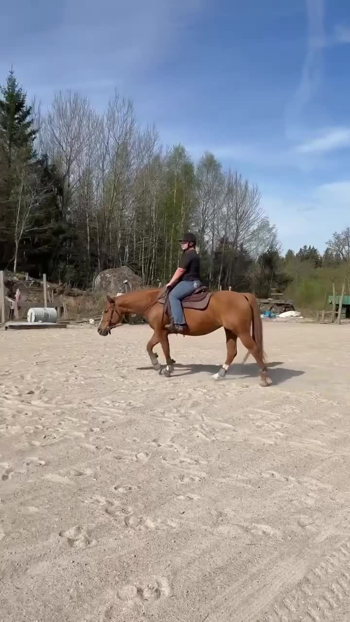 Western hästar till salu: Talangfullt sto med framtiden för sig✨ i Rödeby - Video 1