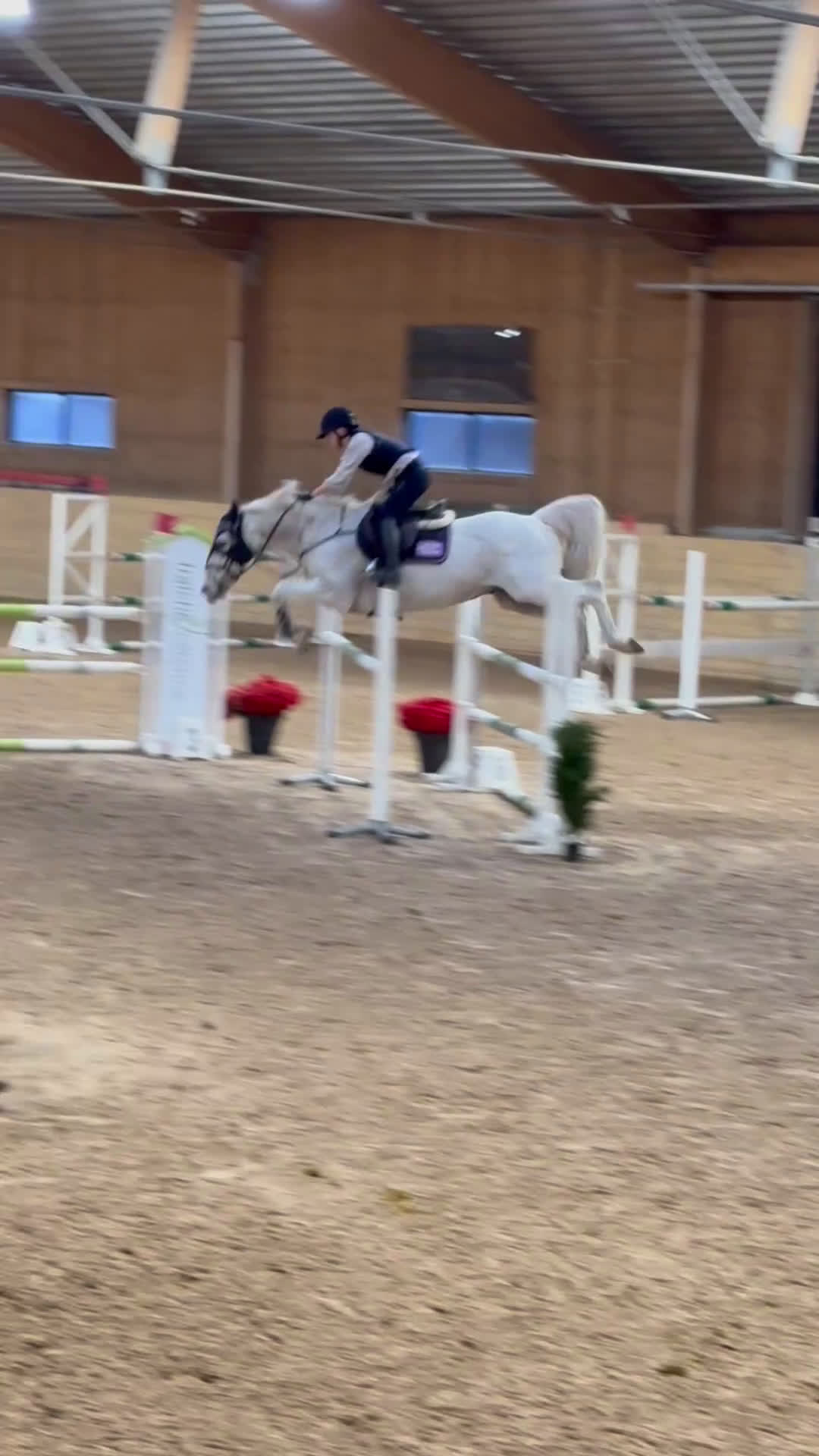 Hoppning hästar till salu: Häftig Rosettplockare childrenhäst i Eskilstuna - Video 3