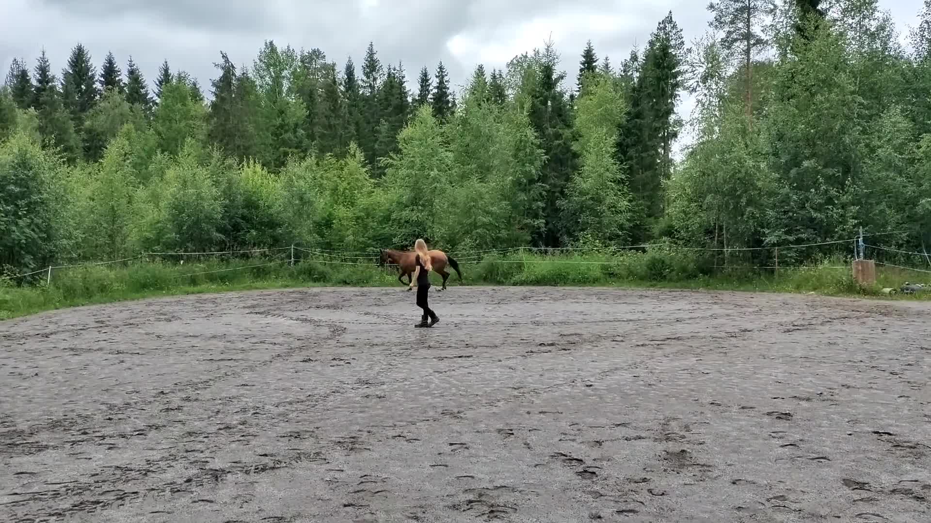 Allround hästar till salu: 5 årigt ridsto - Video 1