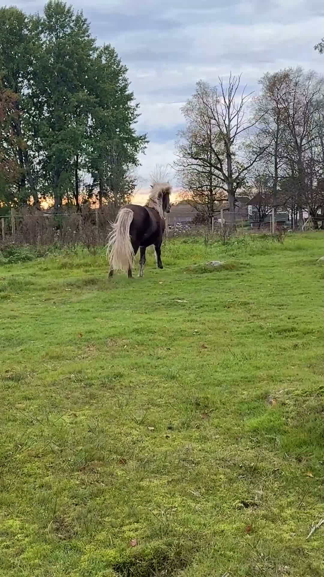 Island hästar till salu: Kappi från Lundsäng - Video 1