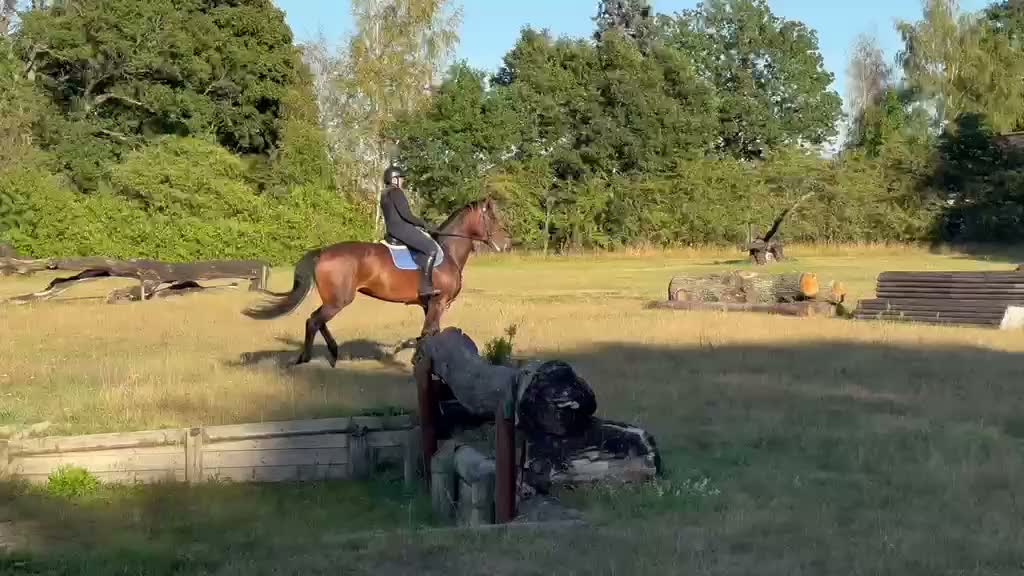 Hoppning hästar till salu: Trevlig 5 åring för framtiden - Video 2