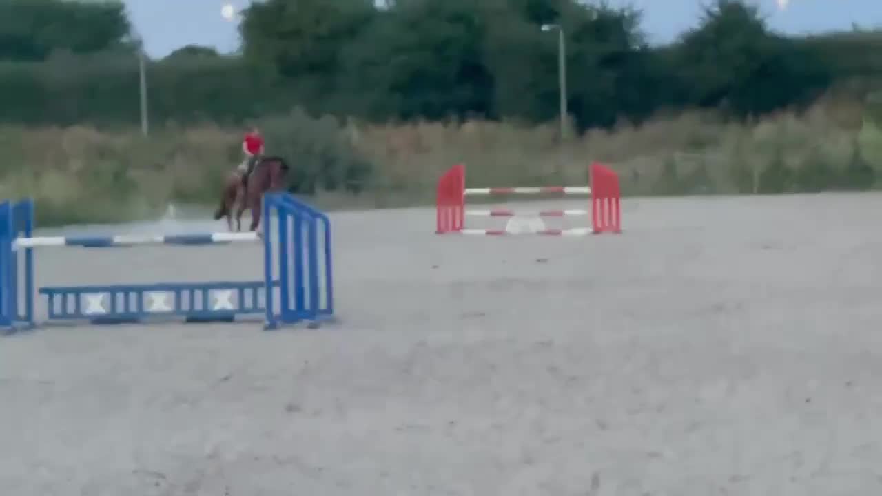 Hoppning hästar till salu: Hopphäst med bra stam - Video 1