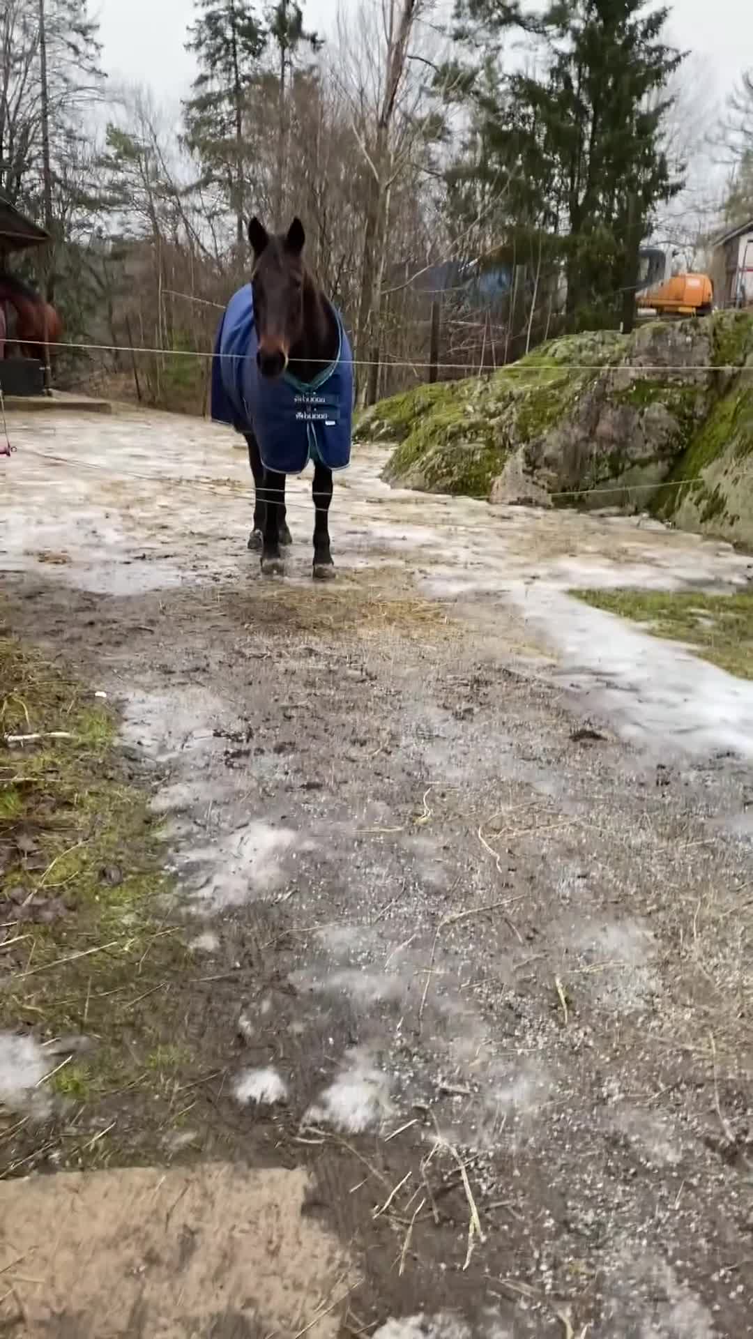  foderhäst finnes: Halfodervärd - Video 1