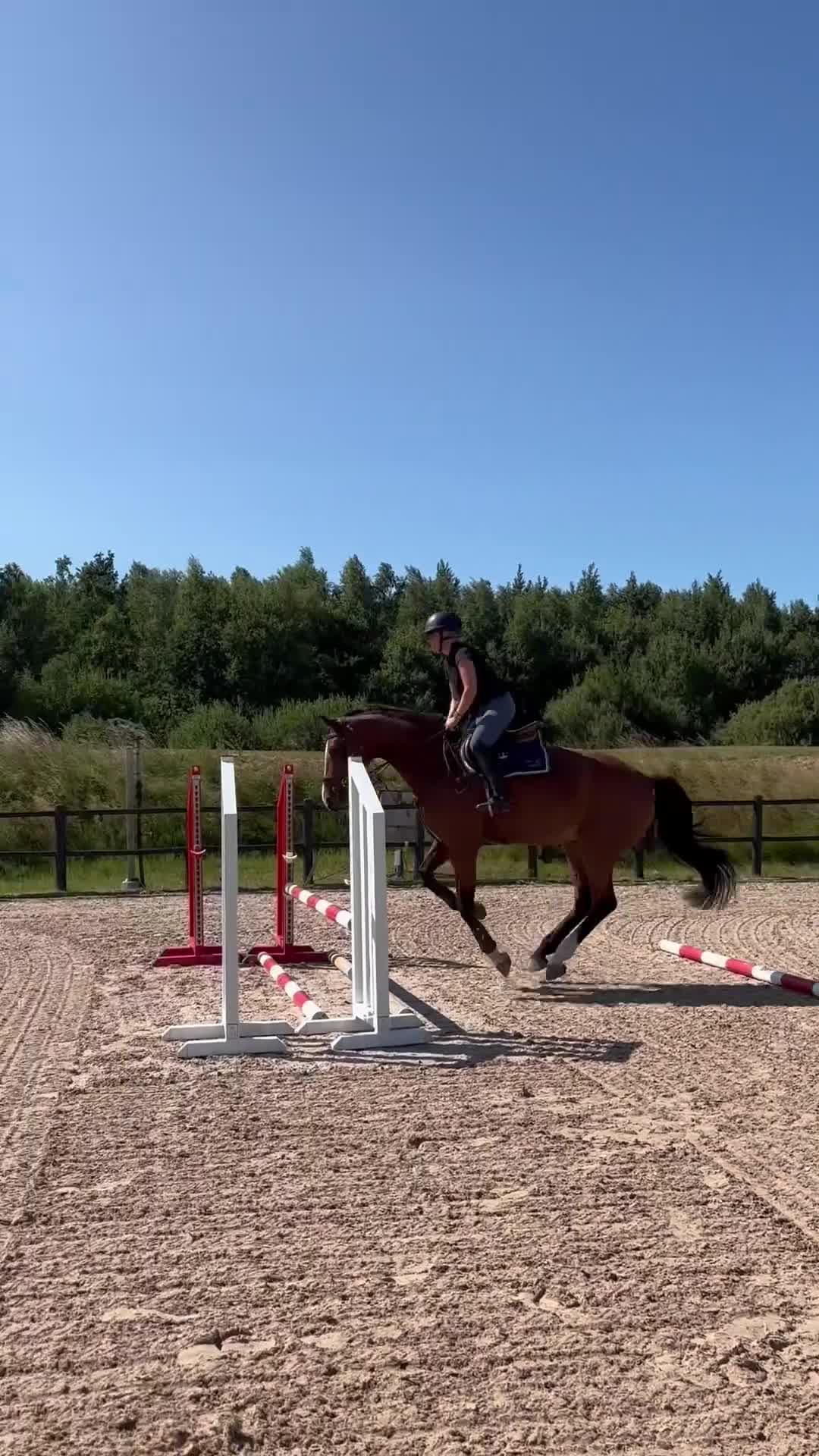 Hoppning hästar till salu: Sto med kapacitet och ett hjärta av guld - Video 1