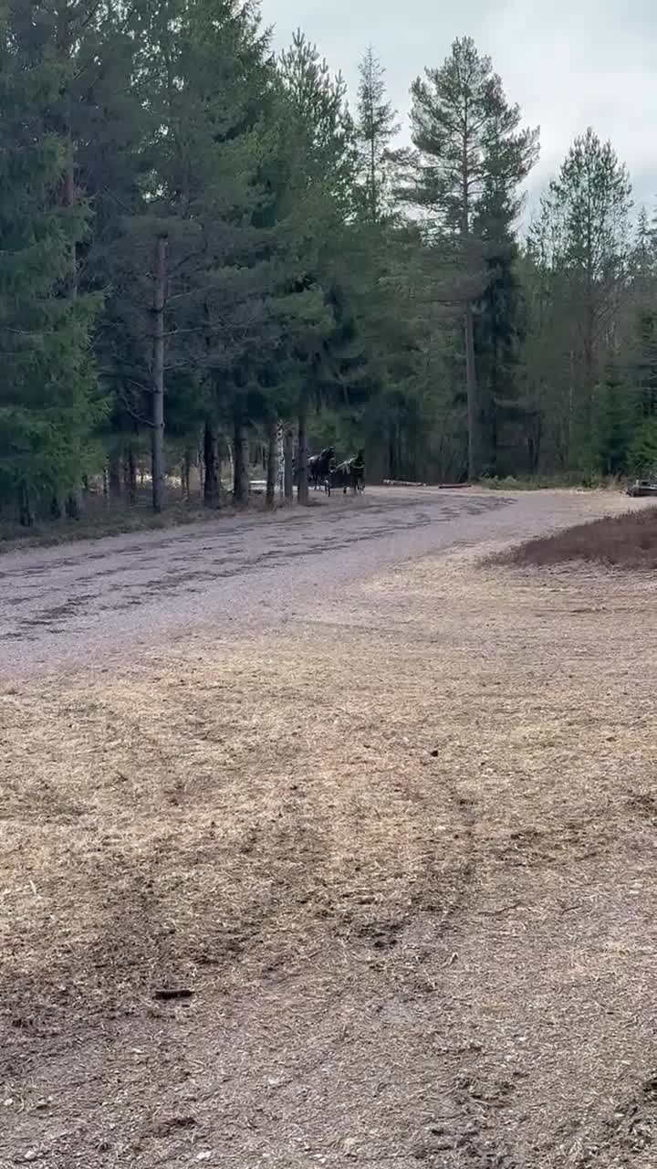 Allround hästar till salu: Trevlig kille för start/ridning eller monté - Video 4