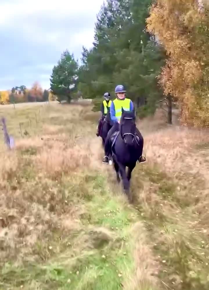 Allround hästar till salu: Elegant frieservalack med stor potential - Video 3