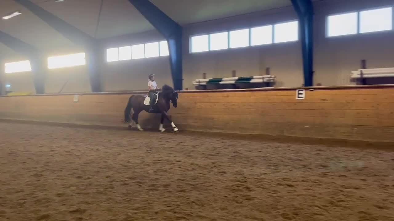 Dressyr hästar till salu: SWB gångartssto för dressyr  - Video 5