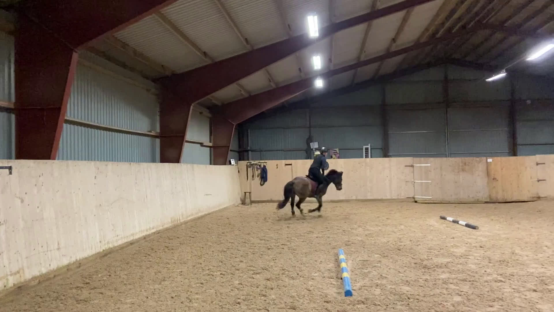 Allround hästar till salu: Framtida Sjärna🌟 i Ljungbyholm - Video 1