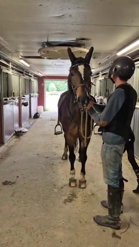 Allround hästar till salu: Mysig kallblodstravare vill bli ridhäst - Video 1