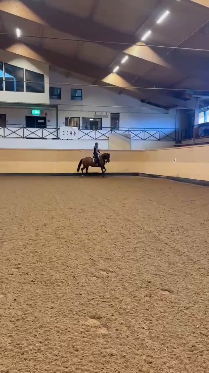 Hoppning hästar till salu: Hoppsto med stor kapacitet i Helsingborg - Video 1