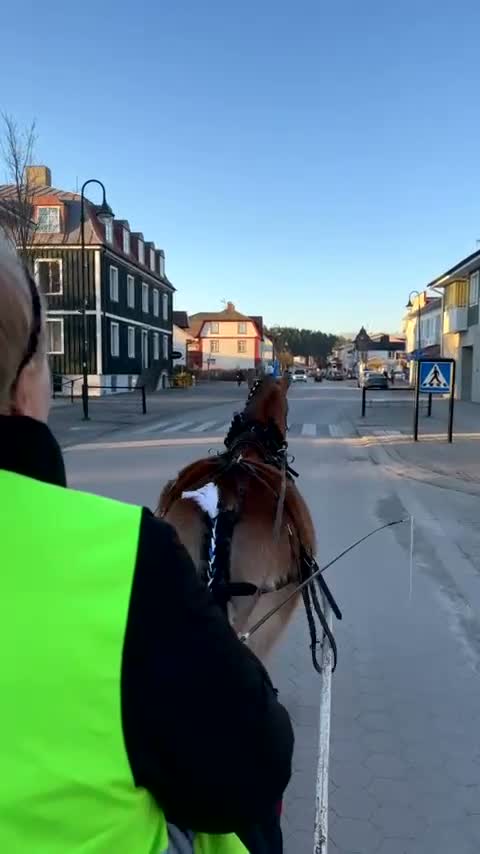 Allround hästar till salu: Barnvänligt gotlandsruss  - Video 1