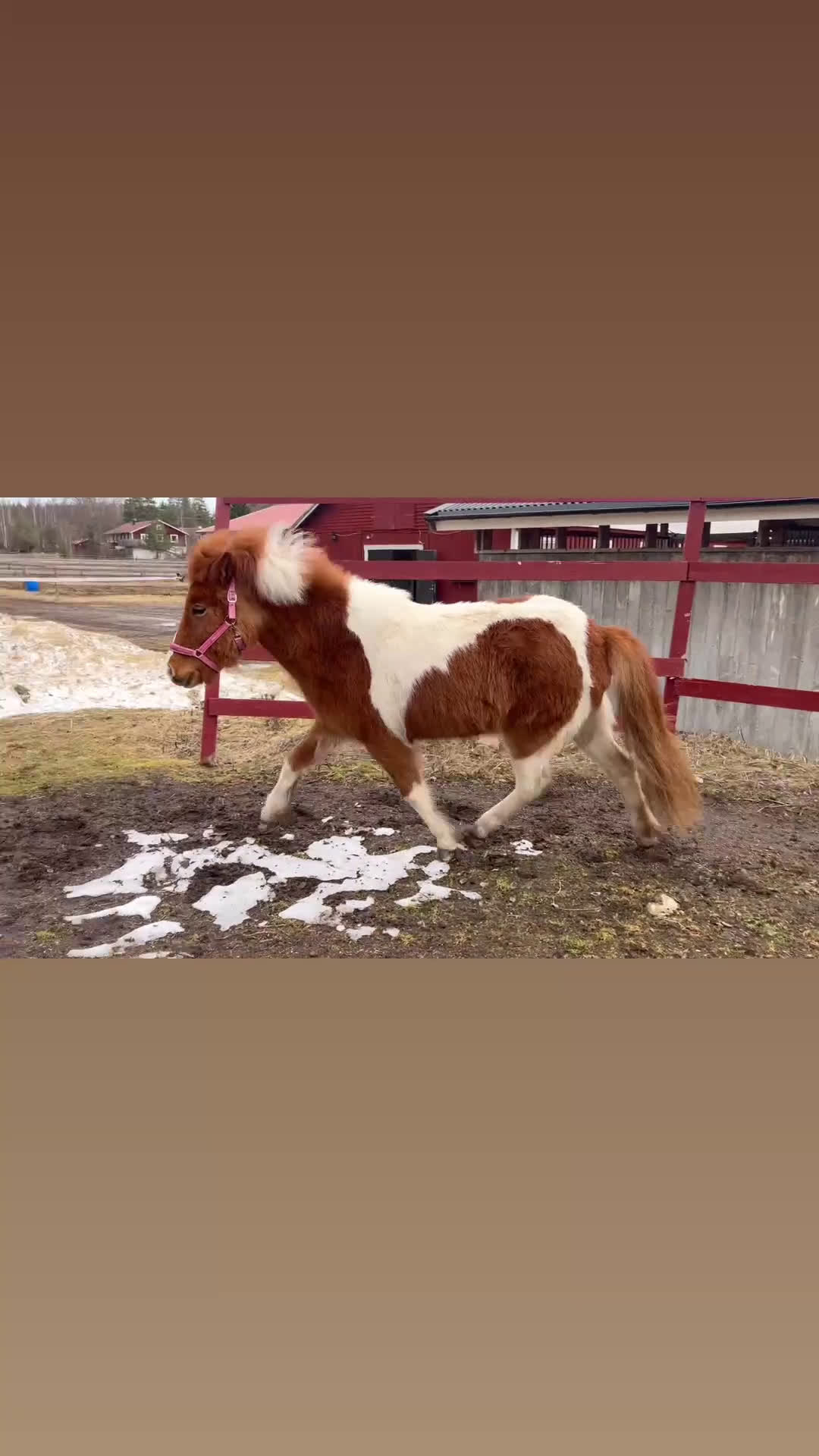 Island hästar till salu: Lovande sto med mycket trevliga gångarter i Gävle - Video 2