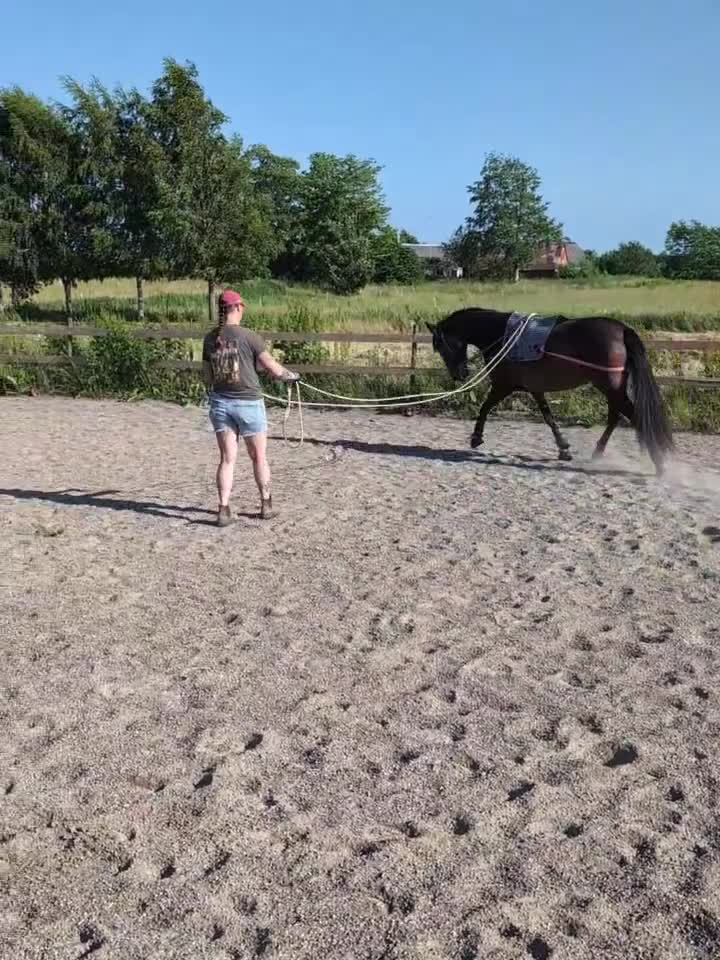 Allround hästar till salu: Vackert PRE sto - Video 2