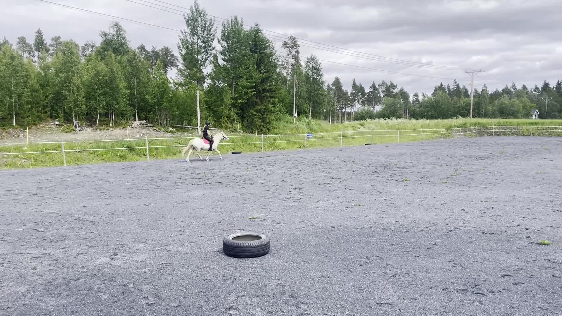 Allround hästar till salu: Powerponny i Mörsil - Video 3