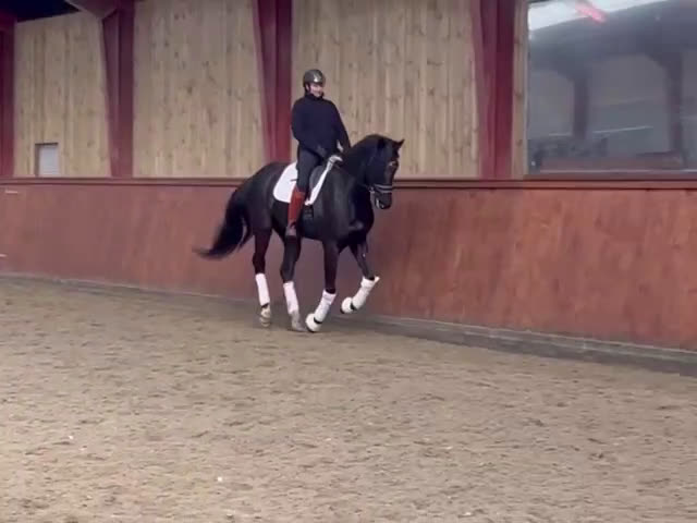 Dressyr hästar till salu: One In A Million  - Video 2